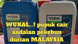 Ini dia fungsi wuxal boron \u0026 combi mg untuk pohon durian