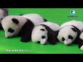 globalink giant panda cubs meet the public