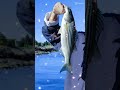 friend mini striped bass catch and release fishing new york 小条纹鲈鱼 纽约钓鱼