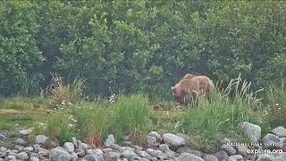 Katmai NP: Small bear on KRV: 806j or 402j? 7.08.24 on Explore.org