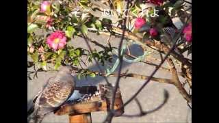 ヒヨドリ　ＶＳ　キジバト　The attack of a brown-eared bulbul