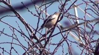 野鳥撮影・ カラムクドリ　White-shouldered Starling