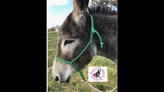 How to make a braided horse Halter with paracord (muletape style)