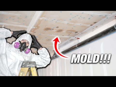 How to Remove and Kill Mold Permanently, the Right Way on Walls and Ceilings! DON’T TAKE SHORTCUTS! DIY