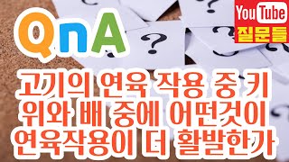 고기의 연육 작용 중 키위와 배 중에 어떤것이 연육작용이 더 활발한가요?