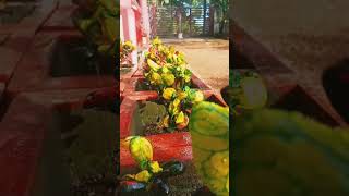 ഈ ഒരു ചെടി മതി garden മനോഹരമാക്കാൻ ✨!