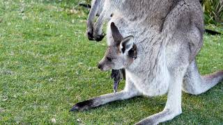 Kangaroos The Iconic Jumpers of the Australian Outback 🦘  A Wildlife Documentary