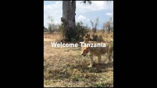 Serengeti national park