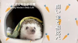 ハリネズミモカのおやつ交渉術Hedgehog begging for a snack