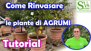 Come rinvasare le piante di agrumi di grandi dimensioni