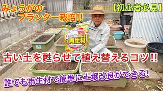 「初心者必見」みょうがのプランター栽培！古い土を甦らせて植え替えるコツ！再生材で簡単に土壌改良ができる