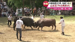 【特集】伝統の「牛の角突き」　中越地震20年のことし　闘牛文化をつなぎたい　《新潟》