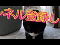 【猫の昼寝】お昼寝の邪魔されて迷惑がる猫 肉球にキュンキュン♪