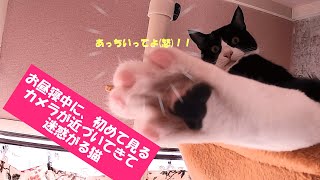 【猫の昼寝】お昼寝の邪魔されて迷惑がる猫!肉球にキュンキュン♪