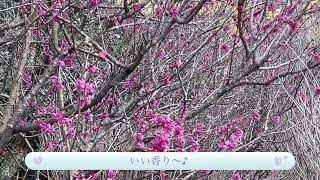 【東京platinumLIFE】熱海梅園編🌸