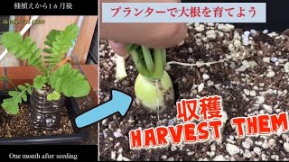 大根をプランターに植えて収穫するまで　#Shorts