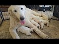 this is the perfect litter of maremma puppies