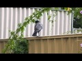 Noisy Raven in Australia