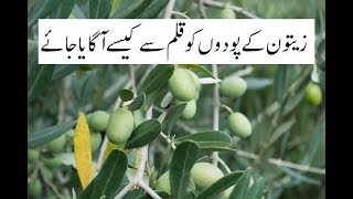 Olive plants through cutting/زیتون کے پودے بزریعہ قلم