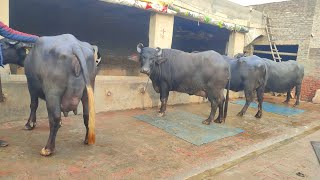 4 ਮੱਝਾਂ ਅਤੇ 3 ਗਾਵਾਂ ਵਿਕਾਊ, 4 Buffaloes and 3 Cows for sale