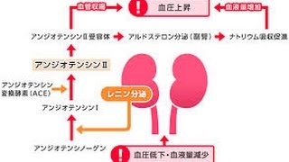 看護学生講座 219 解剖生理 ｢腎臓の役割(血圧調整、赤血球の産生)｣