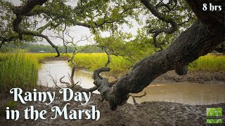 Sounds of RAIN under the Old Marsh Oak Tree- 8 hours (Sleep/Meditate/Study) - Original Recordings