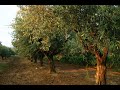 Life Imitates Art: Olive Oil Production in Calabria