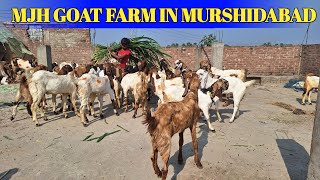 MJH GOAT FARM IN MURSHIDABAD 🔥 NEW UPDATE 13/02/2025 🐐