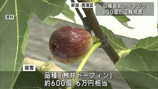 消えたイチジク 収穫直前の約600個･6万円相当 一夜にして盗まれる 地域で今季初の被害　UXニュース9月27日OA