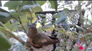 Phoebe ~ Allen's Hummingbird ~ 29 Jan. 2013