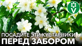 ЧТО ПОСАДИТЬ ПЕРЕД УЧАСТКОМ? Красивые и недорогие кустарники, которые быстро преобразят ваш сад