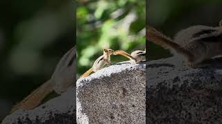 花栗鼠🐿 #nature #南加州