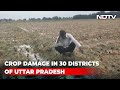 UP Farmers Stare At Crop Damage After Heavy Rain