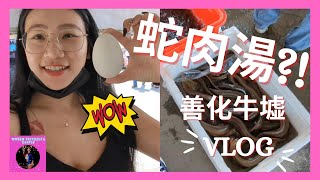 台南最神秘市集! 蛇肉湯 泥鰍 二手品挖寶聖地 台南善化牛墟 Vlog