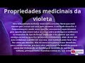 ERVAS PARA CURAR -Chás, Ervas Medicinais, Remédios Naturais- medicinais+ cor violeta+ planta violeta