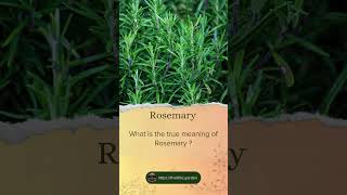 What is the true meaning of Rosemary ?