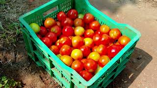 Grafted Tomato Cultivation