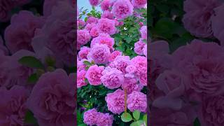 Gorgeous pink roses #natural #roseflower #youtubeshorts