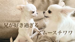 兄が好き過ぎるスムースチワワが可愛すぎる／Chihuahua that his brother loves