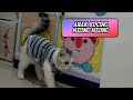 Kucing Lucu || Anak Kucing ||Lagu Anak Anak