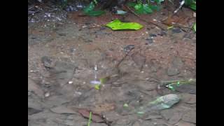 雨の波紋　屋久島　yakushima