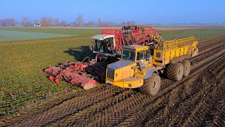 XXL Frozen sugarbeet harvest | Volo BM A30 dump truck | 12 row harvesting w/ Agrifac Hexa 12 l 2023