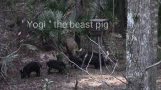 450 lb hog hunt in Texas HD