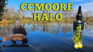 Moreton Fisheries 24 hour session,  new CCMOORE HALO #ccmoore #carpfishing