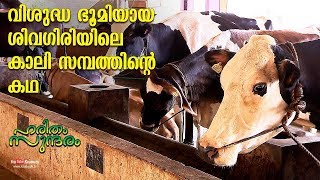 വിശുദ്ധ ഭൂമിയായ ശിവഗിരിയിലെ കാലി സമ്പത്തിന്റെ കഥ | ഹരിതം സുന്ദരം EP 243