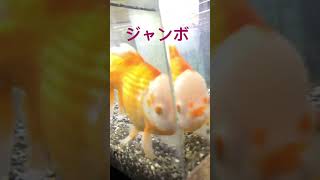 #ジャンボオランダ　#大きな金魚