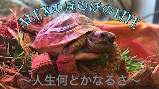 ①新しい家族が増えました🐢