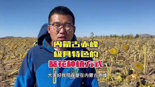 了解葵花种植的差异化，才能更好地学习种植技术