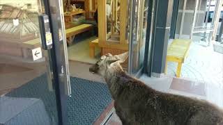 自動ドアを開けて挨拶する鹿　奈良公園　若草山