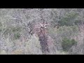 kei river reserve a glimpse of the grey ghosts